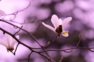 玉兰花