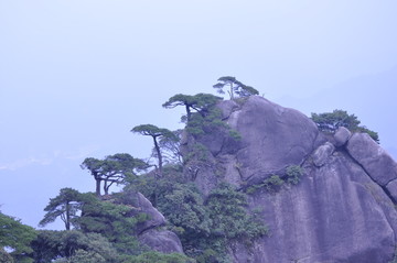 山崖松树图片素材