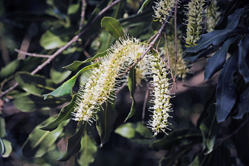 坚果花