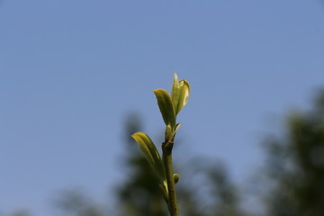 茶叶枝芽