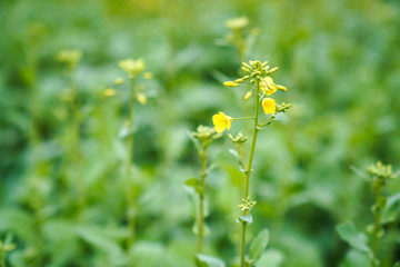 油菜花