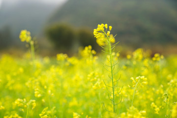 油菜花