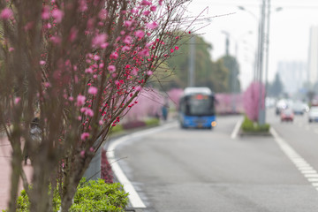 开满鲜花的街道