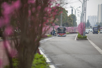 开满鲜花的街道