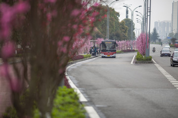 开满鲜花的街道