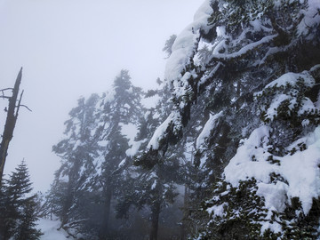 树木积雪