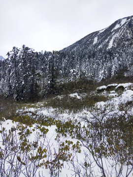 雪景