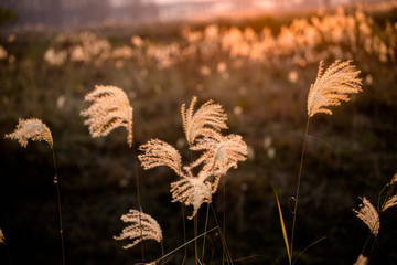 芦花