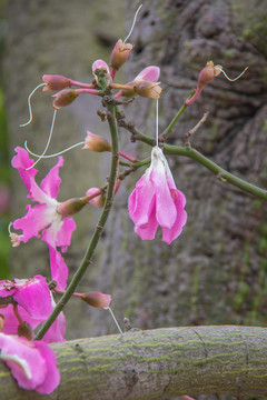 紫金花