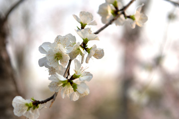 玉渊潭樱花