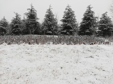 雪后青松