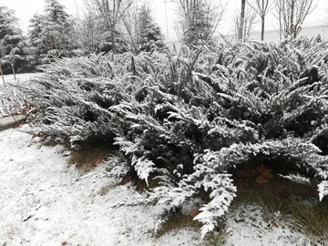 雪后张店