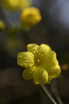 迎春花