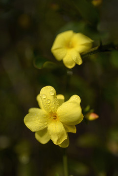 迎春花