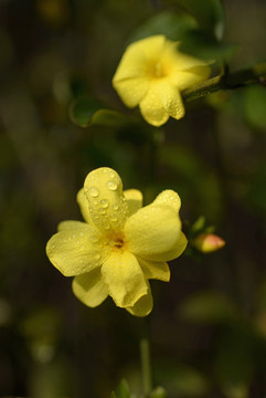 迎春花