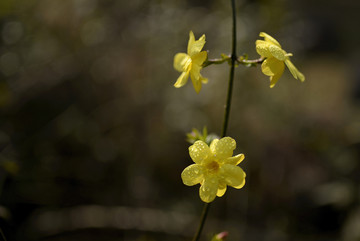 迎春花