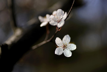 白色紫叶李花