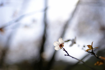 白色紫叶李花