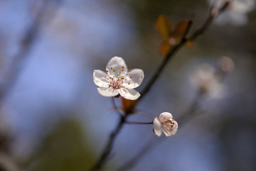 紫叶李花