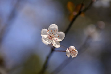 紫叶李白色花