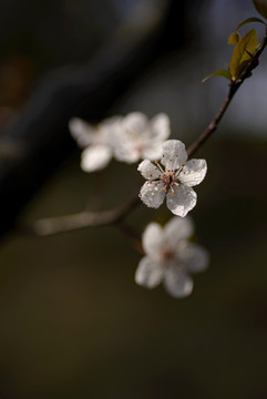 紫叶李花