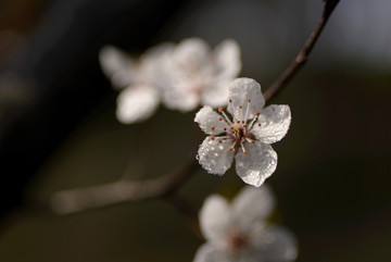 紫叶李白色花