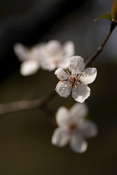 白色紫叶李花