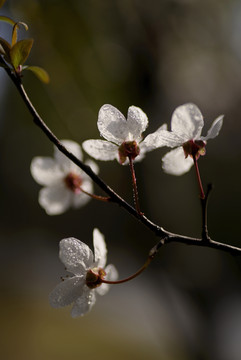 紫叶李白色花