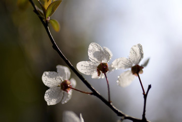 紫叶李白色花