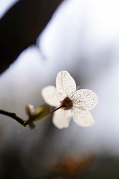 紫叶李白色花