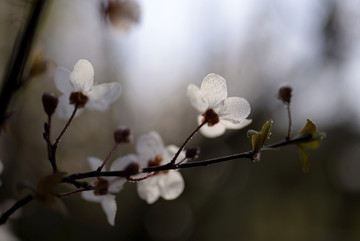 白色紫叶李花