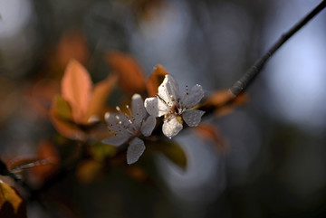 白色紫叶李花