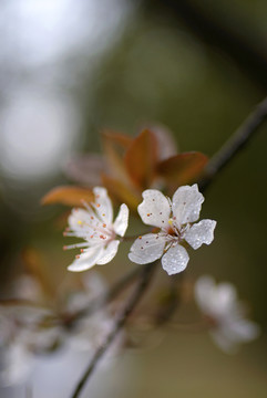 紫叶李白色花