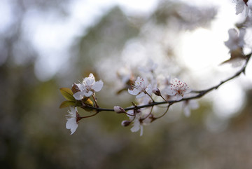 紫叶李花