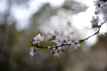 紫叶李花