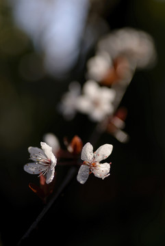 紫叶李花