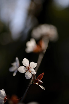 紫叶李花