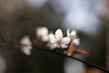 紫叶李花