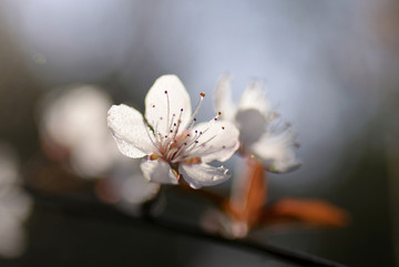 紫叶李花