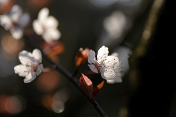 紫叶李花