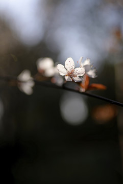 紫叶李花