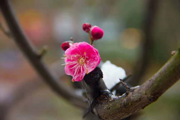 梅花