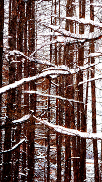 大雪压青松