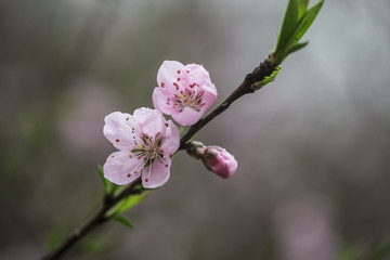 高清桃花