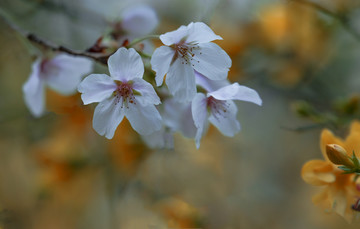 花卉