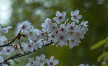 花卉