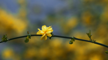 春暖花开