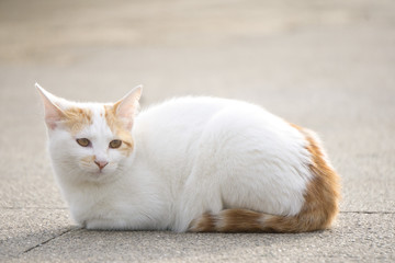 晒太阳的小猫