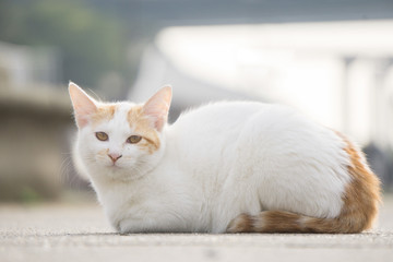 晒太阳的小猫