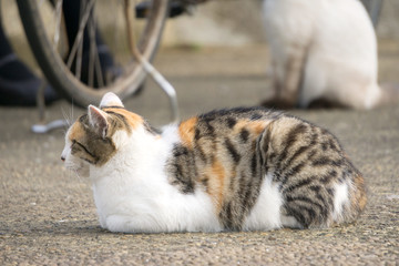 打瞌睡的小猫